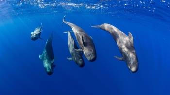 Tenerife, first European Whale Heritage Site